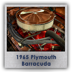 barracuda